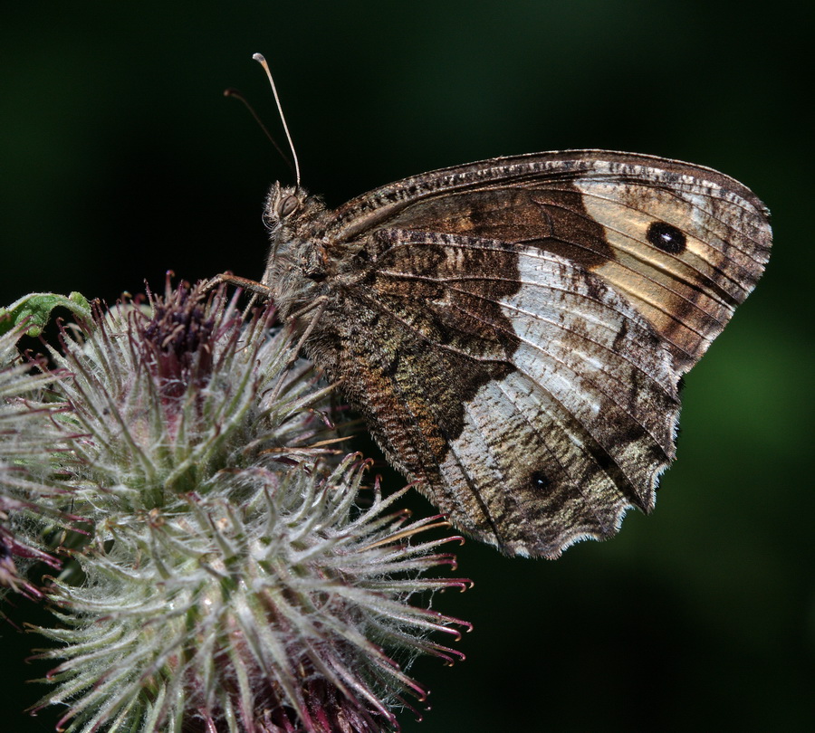 Nymphalidae Satyrinae da determinare